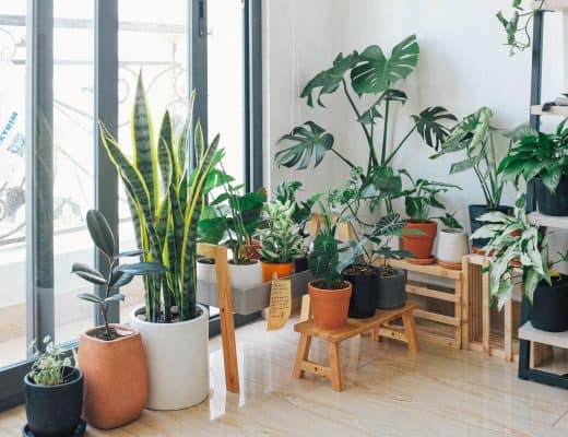 : Pourquoi avoir des plantes d’intérieur chez soi ?